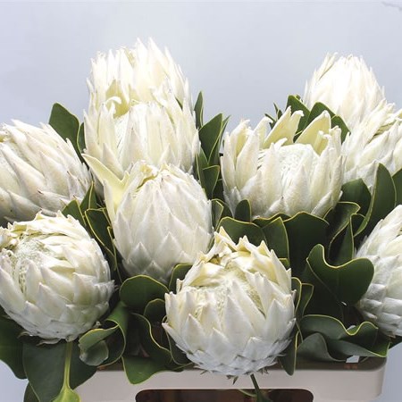 Protea Arctic Ice