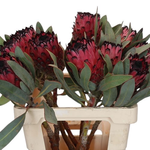 Protea Barbigera Red Beauty