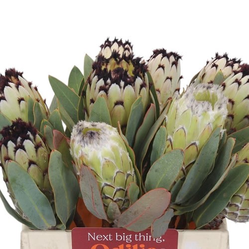 Protea Barbigera Snow Princess