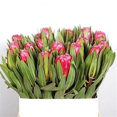 Protea Brenda