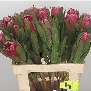 Protea Brenda