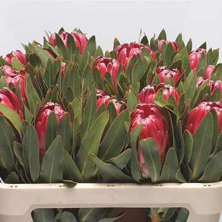 Protea Brenda