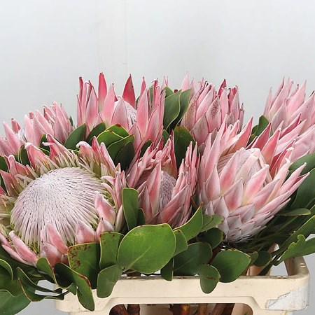 Protea Cynaroides