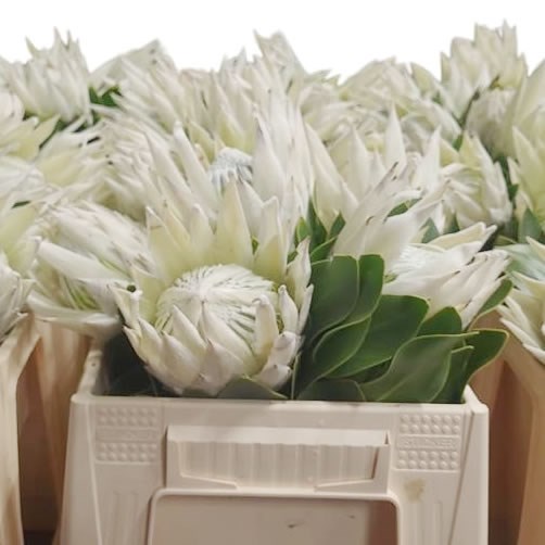 Protea Cynaroides White