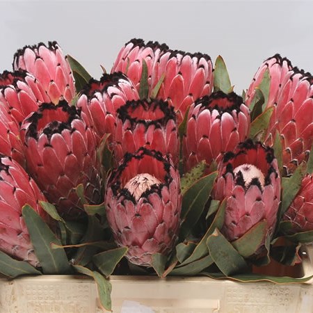 Protea Didi Red Magik