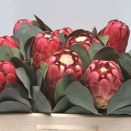 Protea Grandiceps