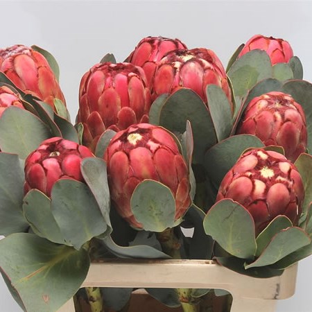 Protea Grandiceps