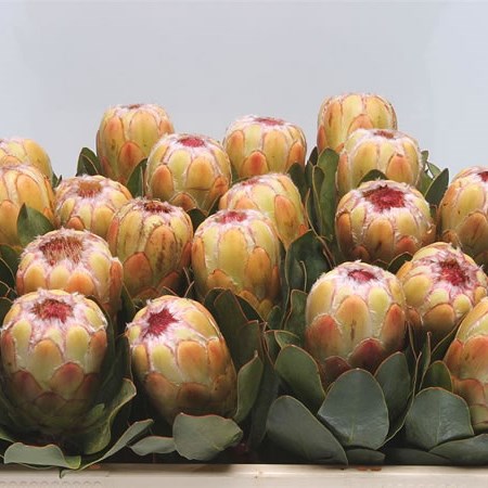 Protea Grandicolor