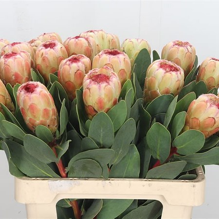 Protea Grandicolor