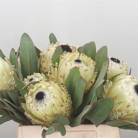 Protea Ice Queen