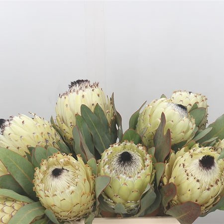 Protea Ice Queen