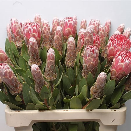 Protea Ivy