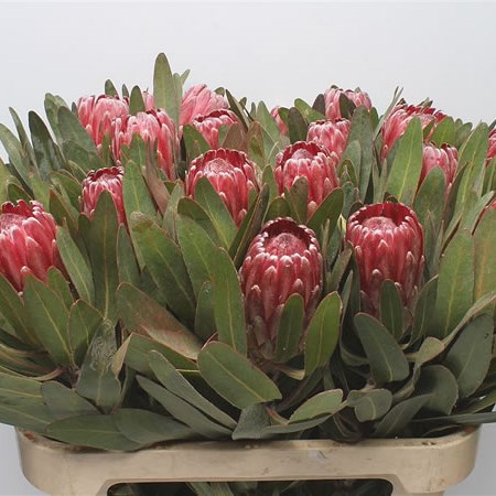 Protea Lancelot