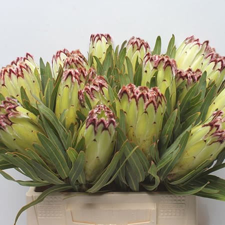 Protea Limelight
