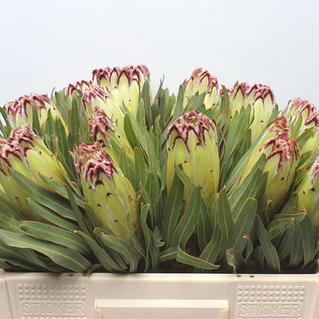Protea Limelight