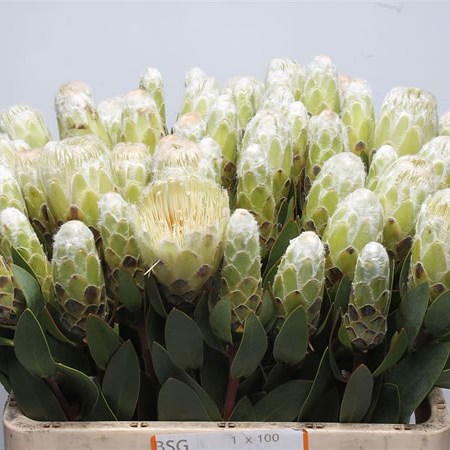Protea Little Lady White