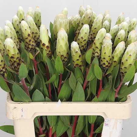Protea Little Lady White
