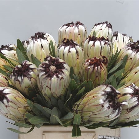 Protea Moonshine