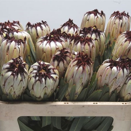 Protea Moonshine