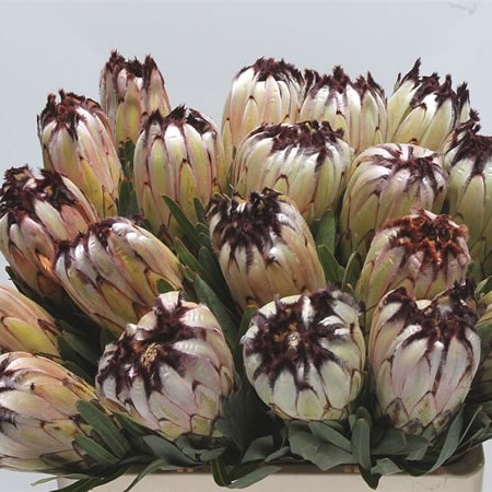 Protea Moonshine