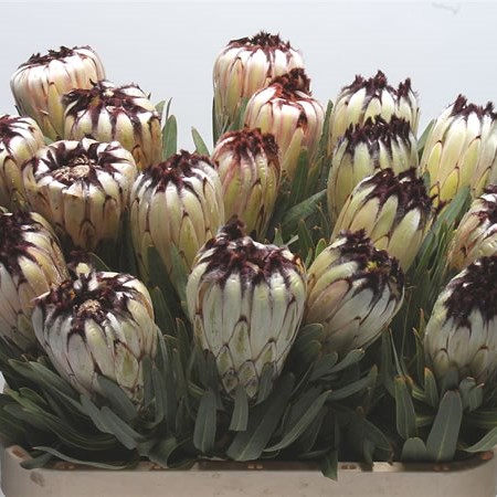 Protea Moonshine