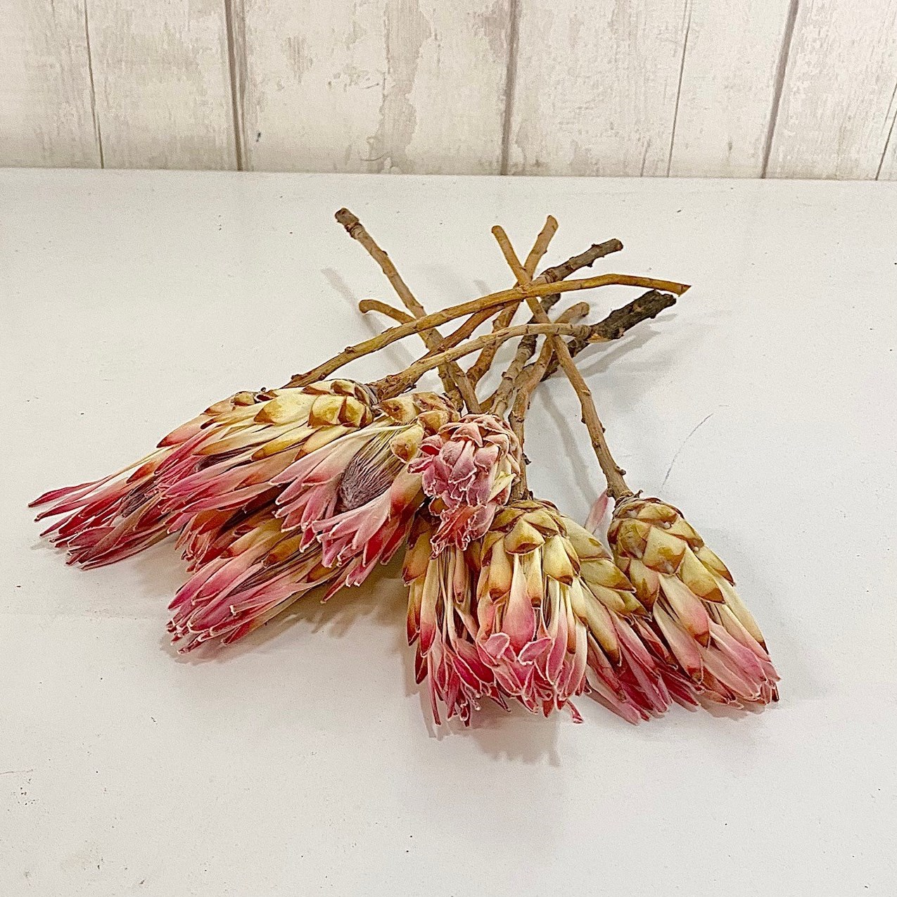 Protea Repens Dried 