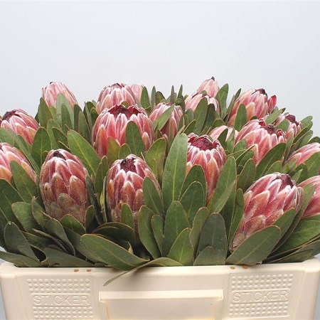 Protea Pink Ice