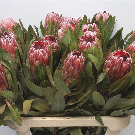 Protea Pink Ice