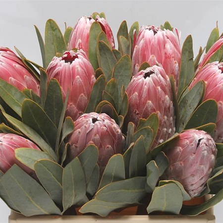 Protea Pink Lady