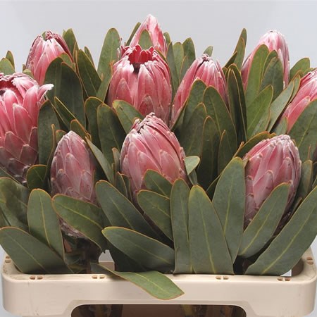 Protea Pink Lady