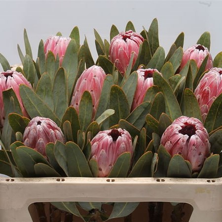 Protea Pink Lady