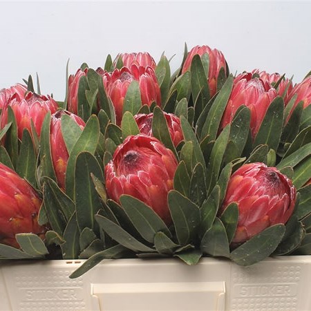 Protea Red Ice