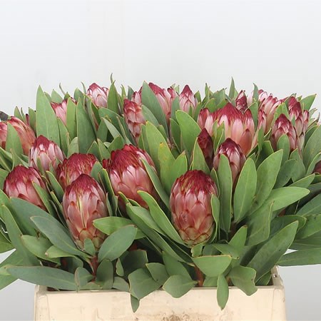 Protea Robijn