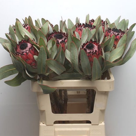 Protea Ruby Princess