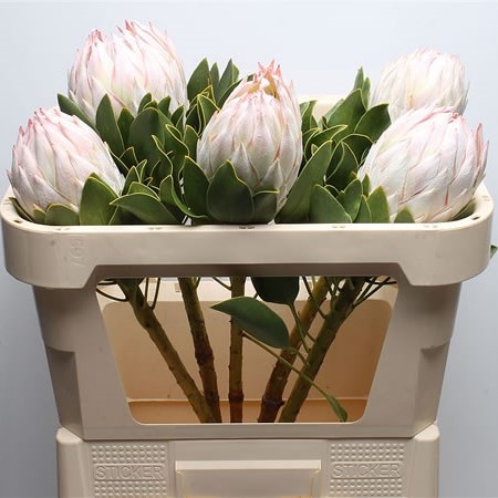 Protea Satin