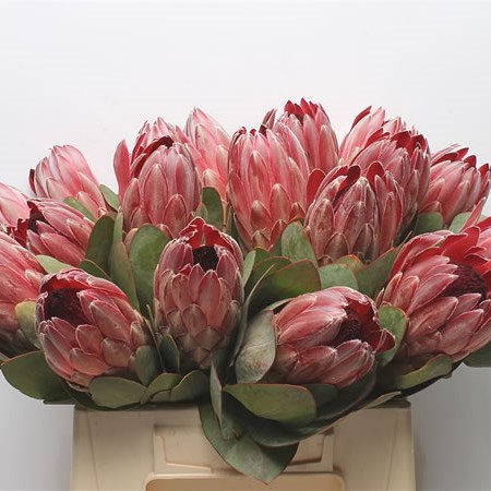 Protea Sharon