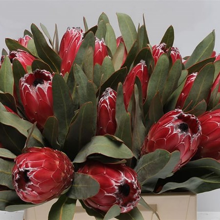 Protea Sheila