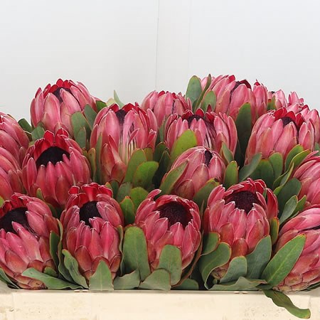 Protea Silvia