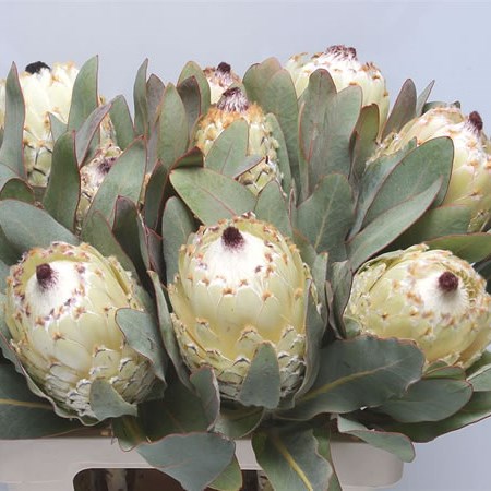 Protea Snow Queen