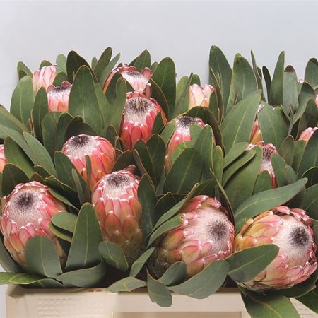 Protea Susara