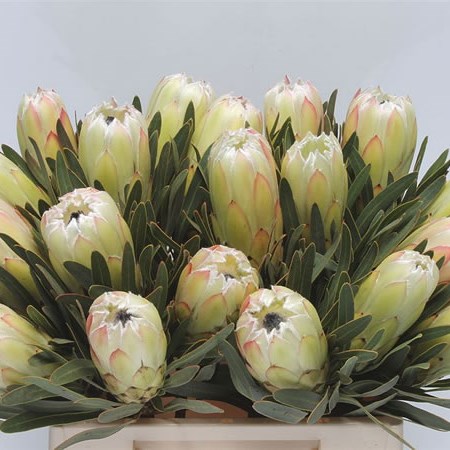 Protea White Night