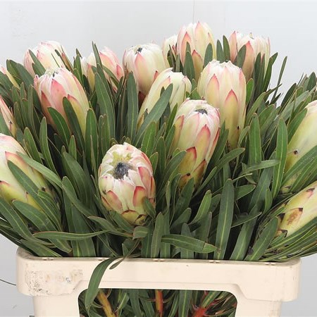Protea White Night