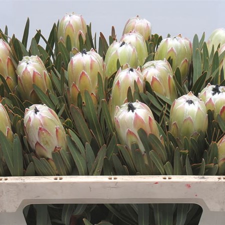 Protea White Night