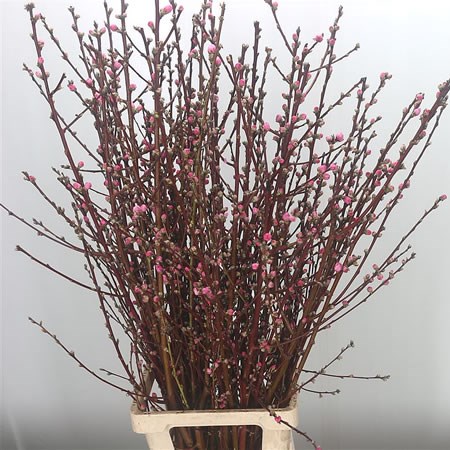 Prunus Double Pink