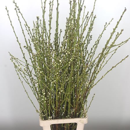 Prunus Double White