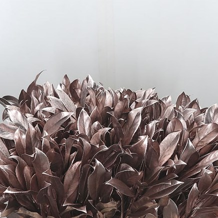 Prunus Dyed Champagne