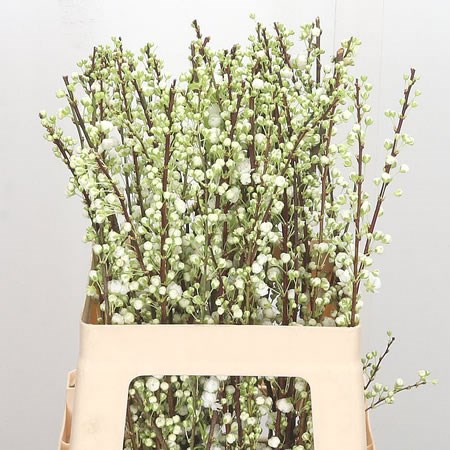 Prunus Gland White