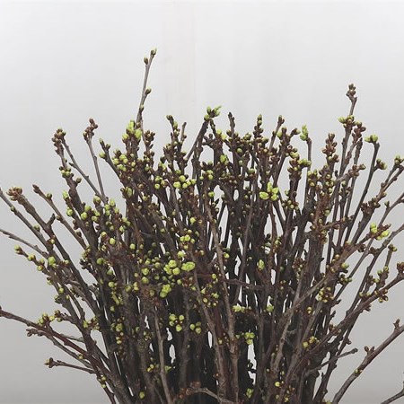 Prunus Gland White