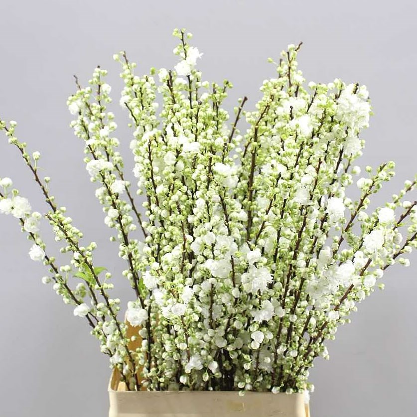 Prunus Gland White