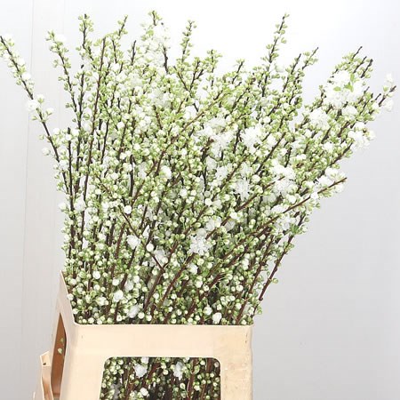 Prunus Gland White